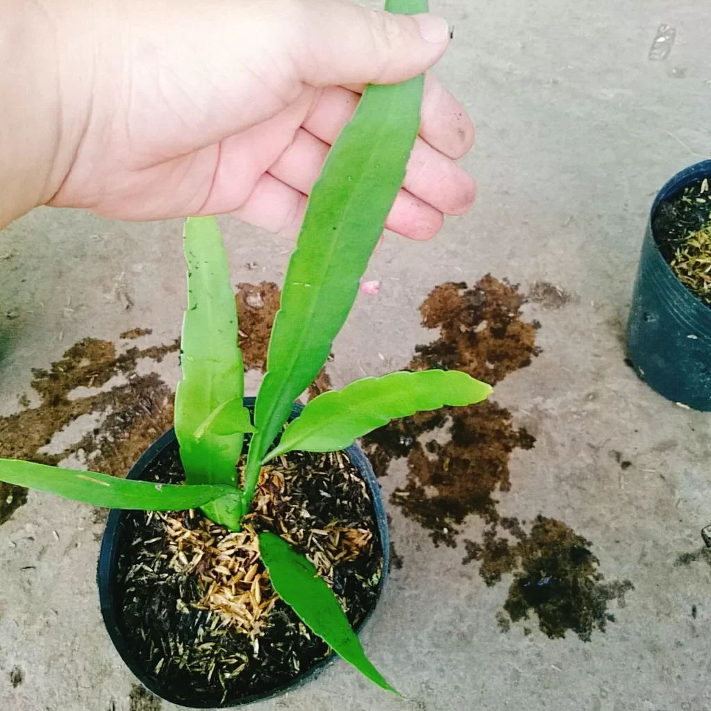 Cây Nhật Quỳnh  ( hoa thơm nở quanh năm)