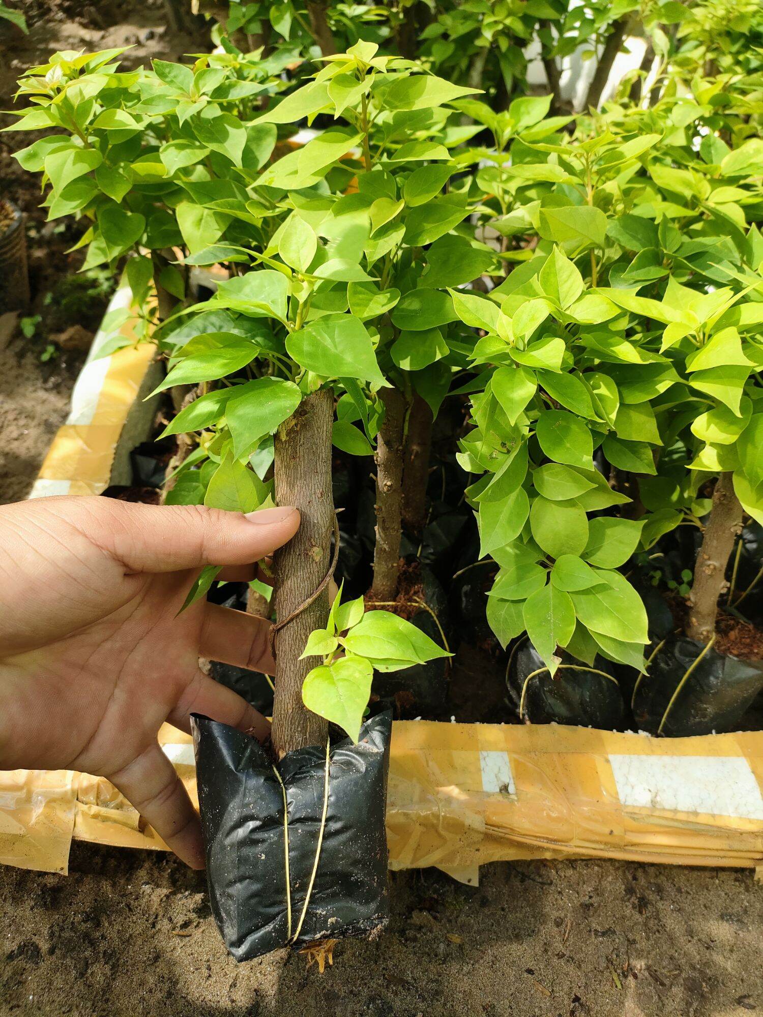 Combo 20 Cây giống hoa giấy mỹ