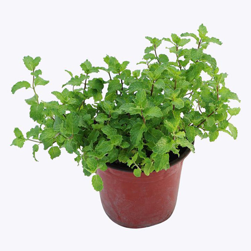Chậu rau húng lủi