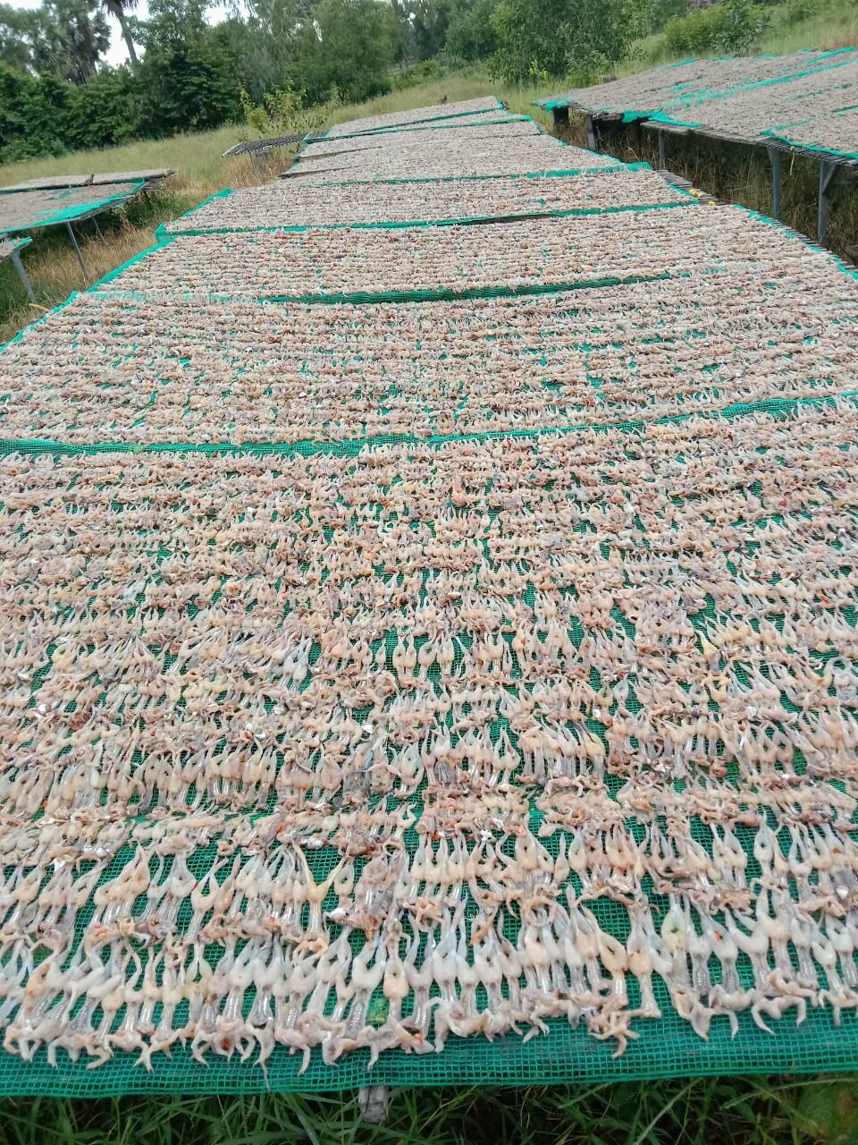 Khô Nhái Trung ( con lớn) -  Túi 1kg