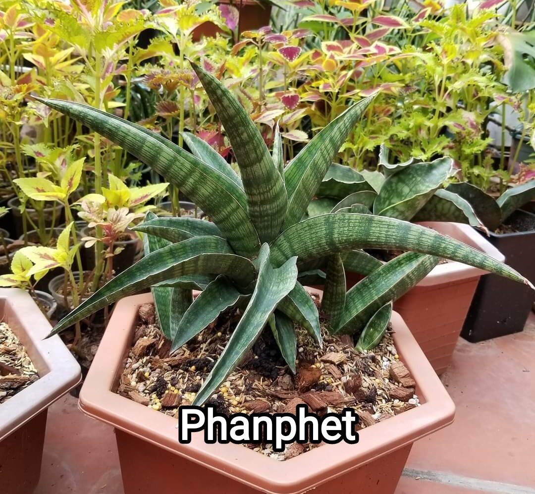 Cây lưỡi hổ - Sansevieria Phanphet