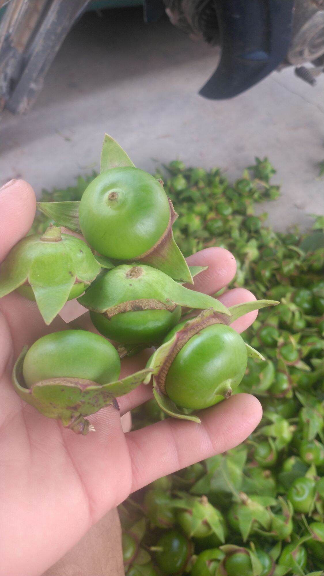 1kg quả bần chua. 0975449688