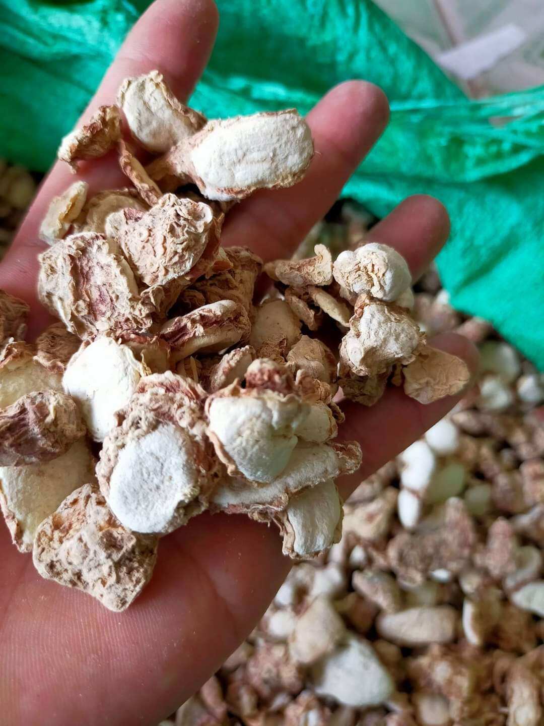 Bột sa cương / xá kén / xá kiếng 0.5kg