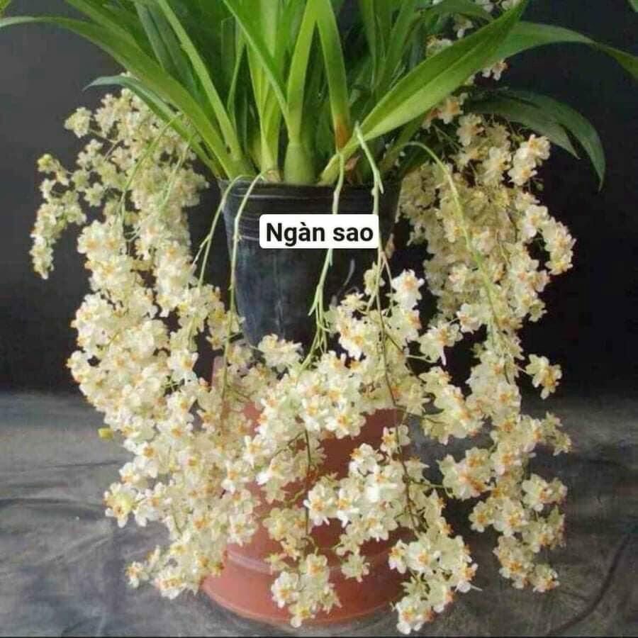 Hoa lan Vũ Nữ ngàn sao