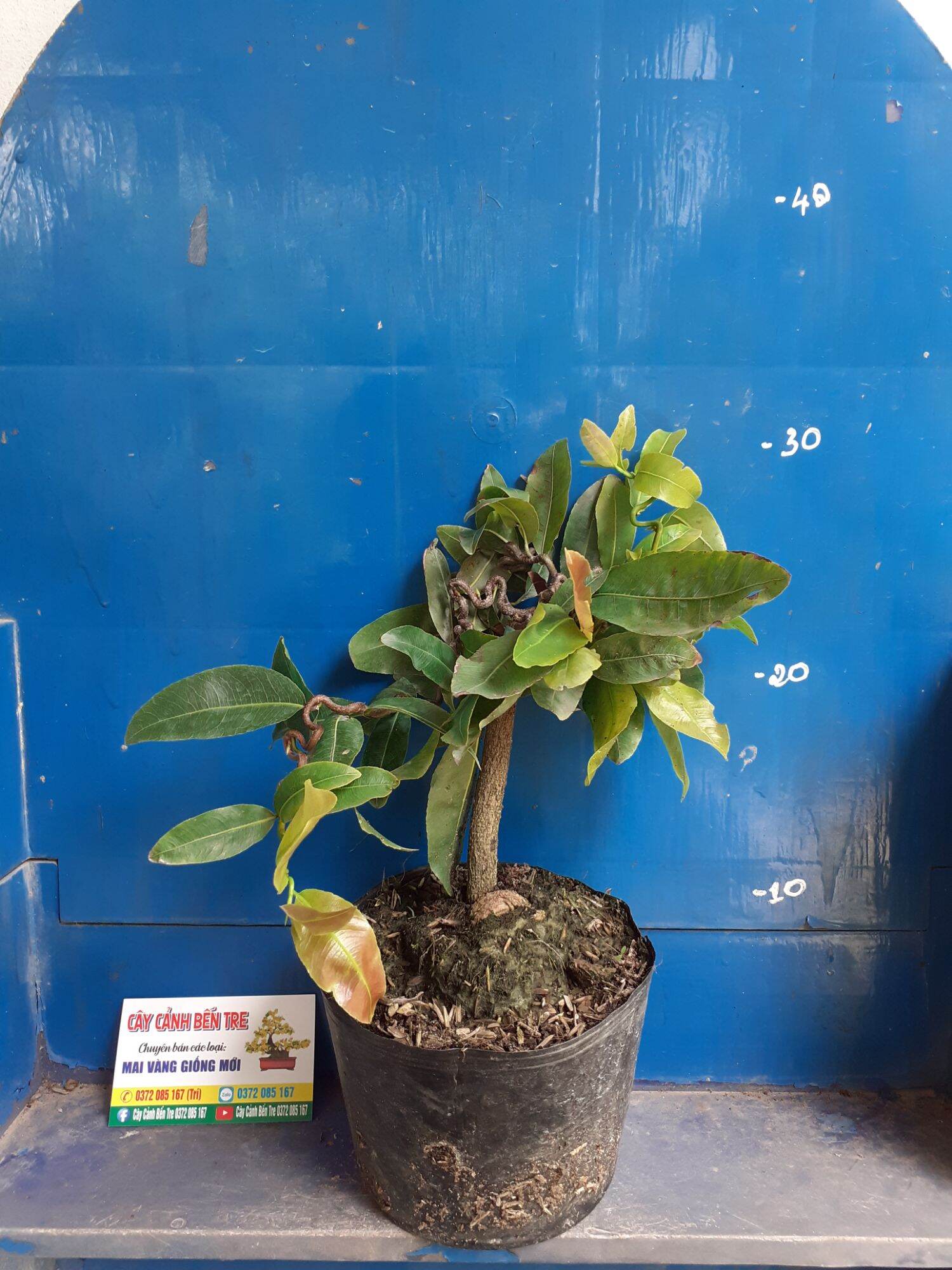 Mai Quắn Giảo tự xoắn