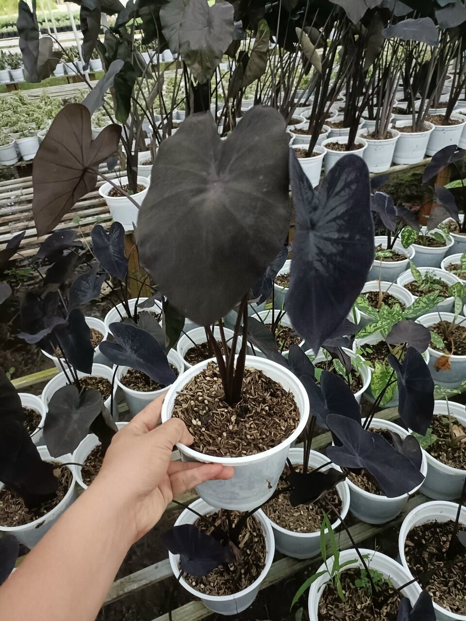 Chậu cây alocasia black coral