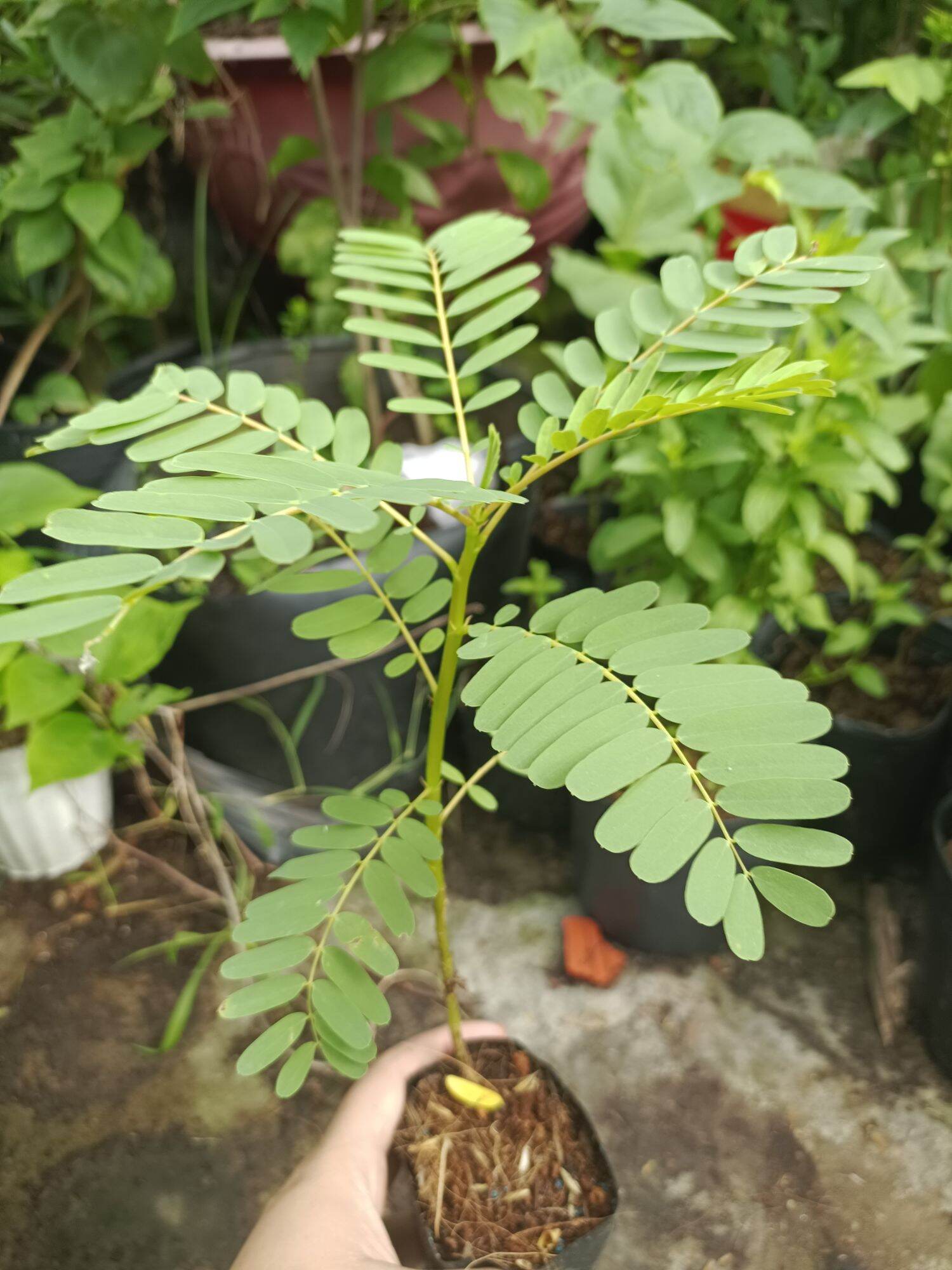 CÂY SO ĐŨA TỨ QUÝ LÙN THÁI LAN - cây giống