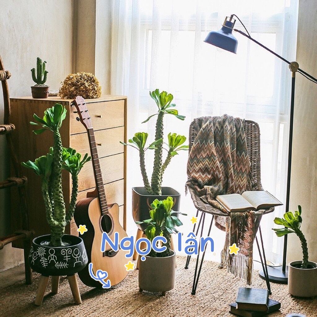 Xương rồng trang trí