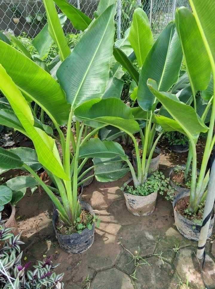 cây chuối xẻ quạt