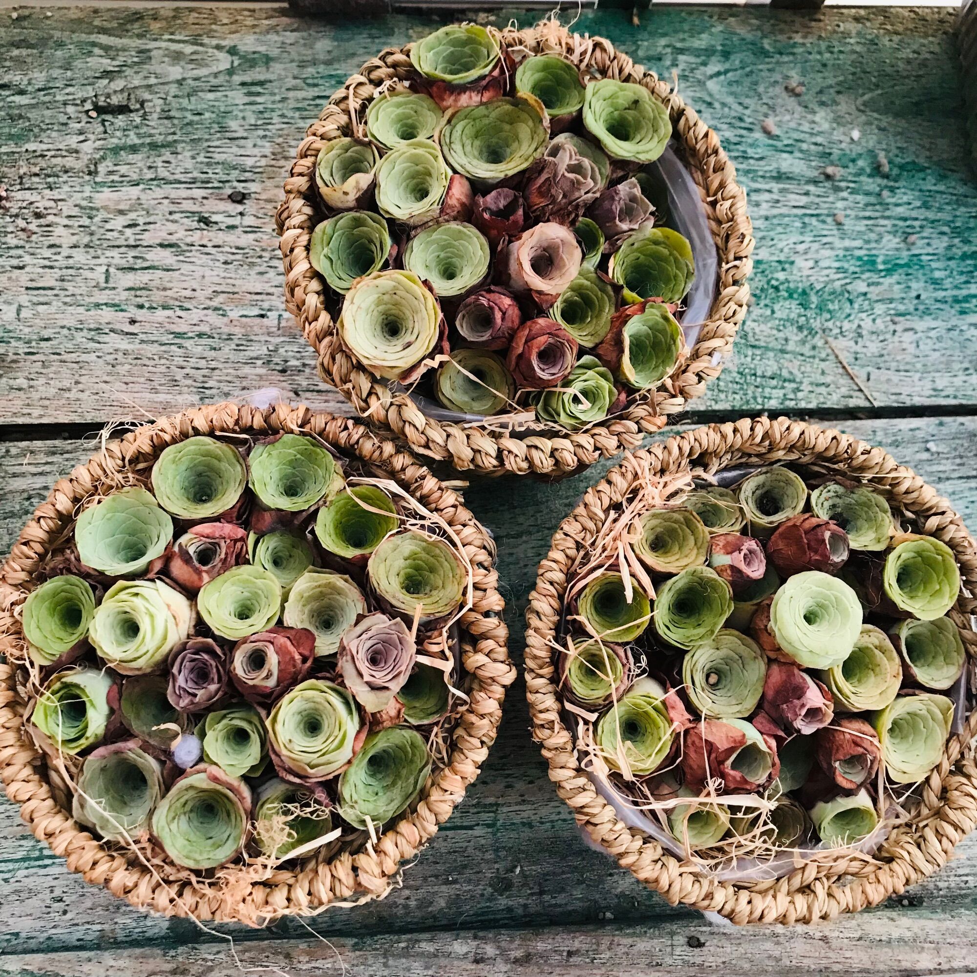 Sen đá Hoa hồng xanh Greenovia