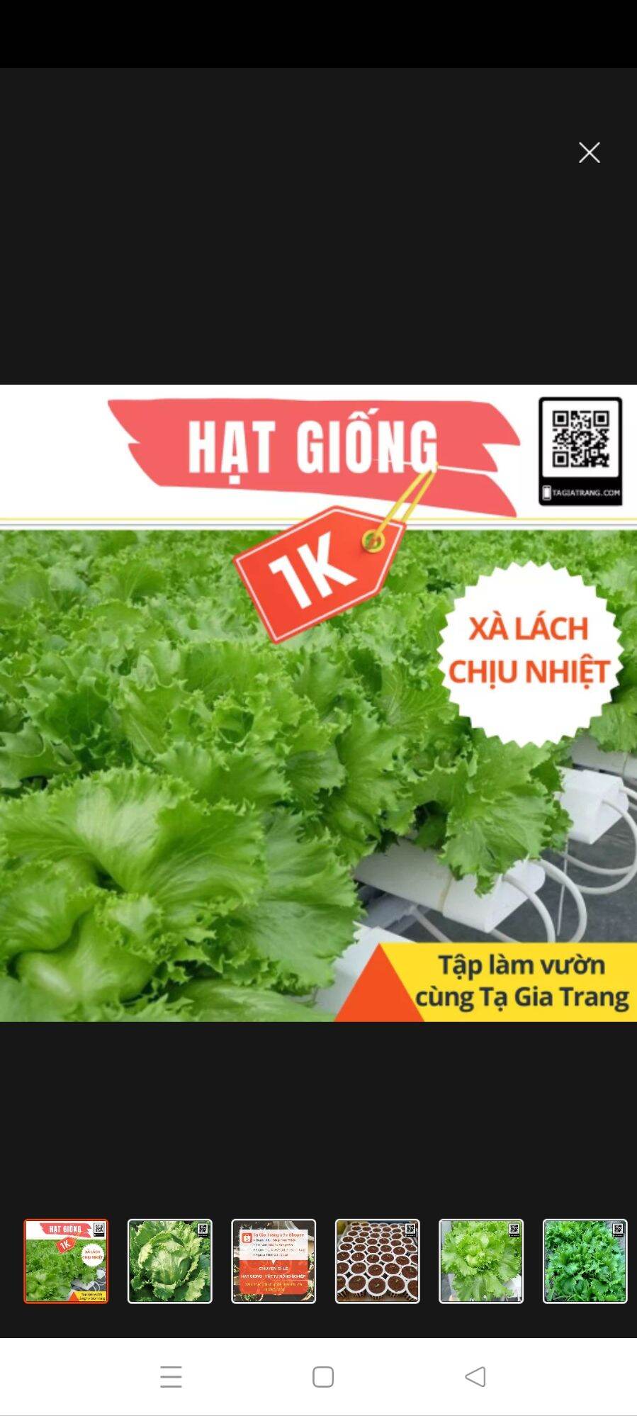 túi 50 hạt giống salad