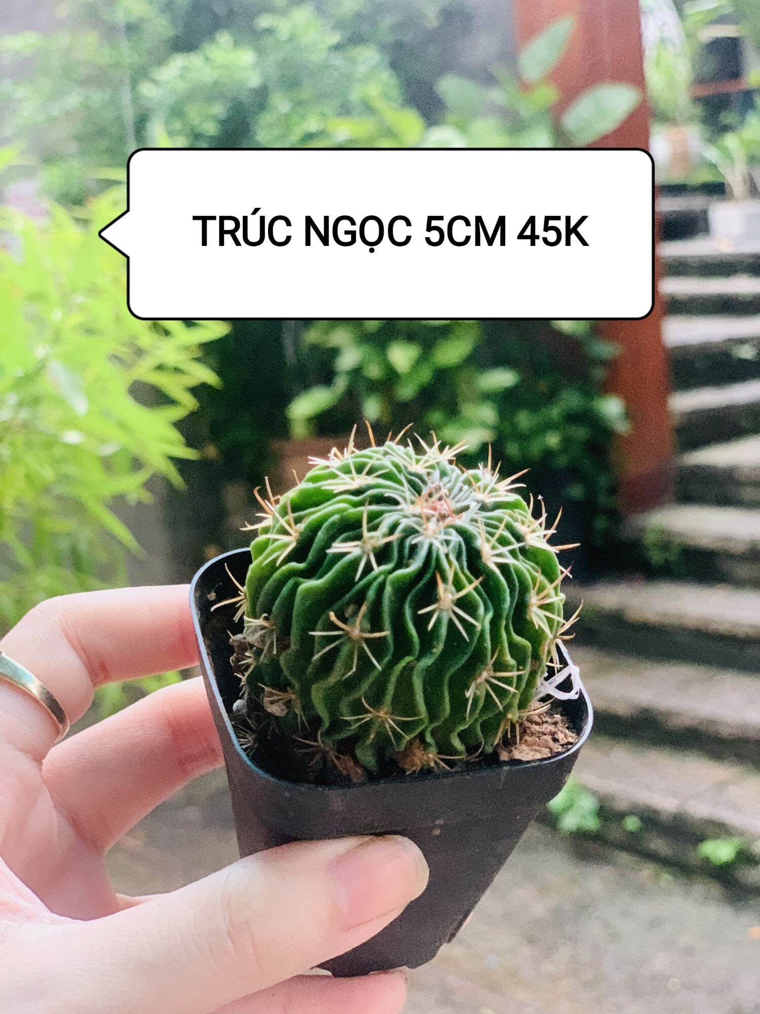 Xương rồng trúc ngọc ~4cm