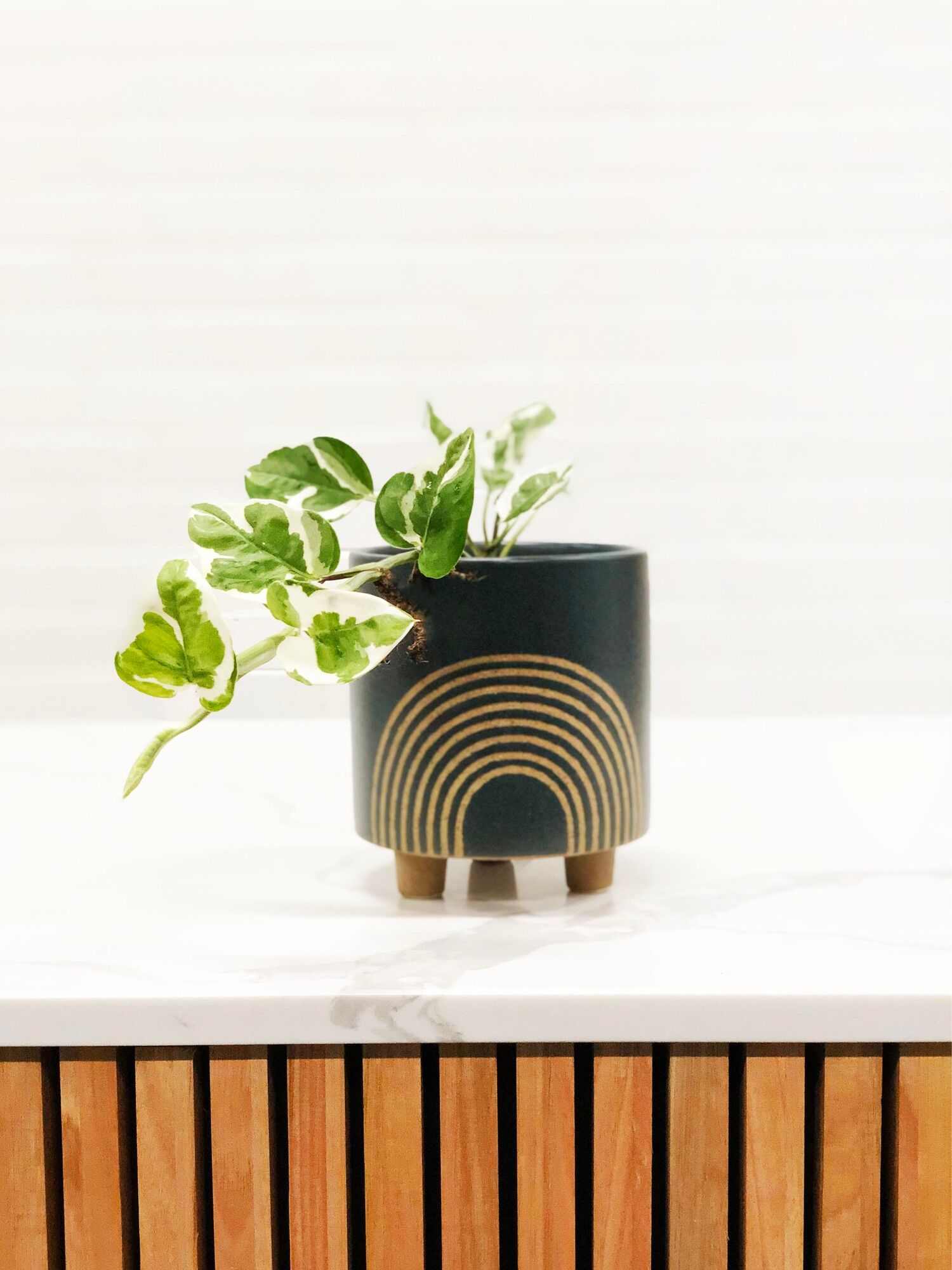 Nhánh trầu bà Ngọc thủy