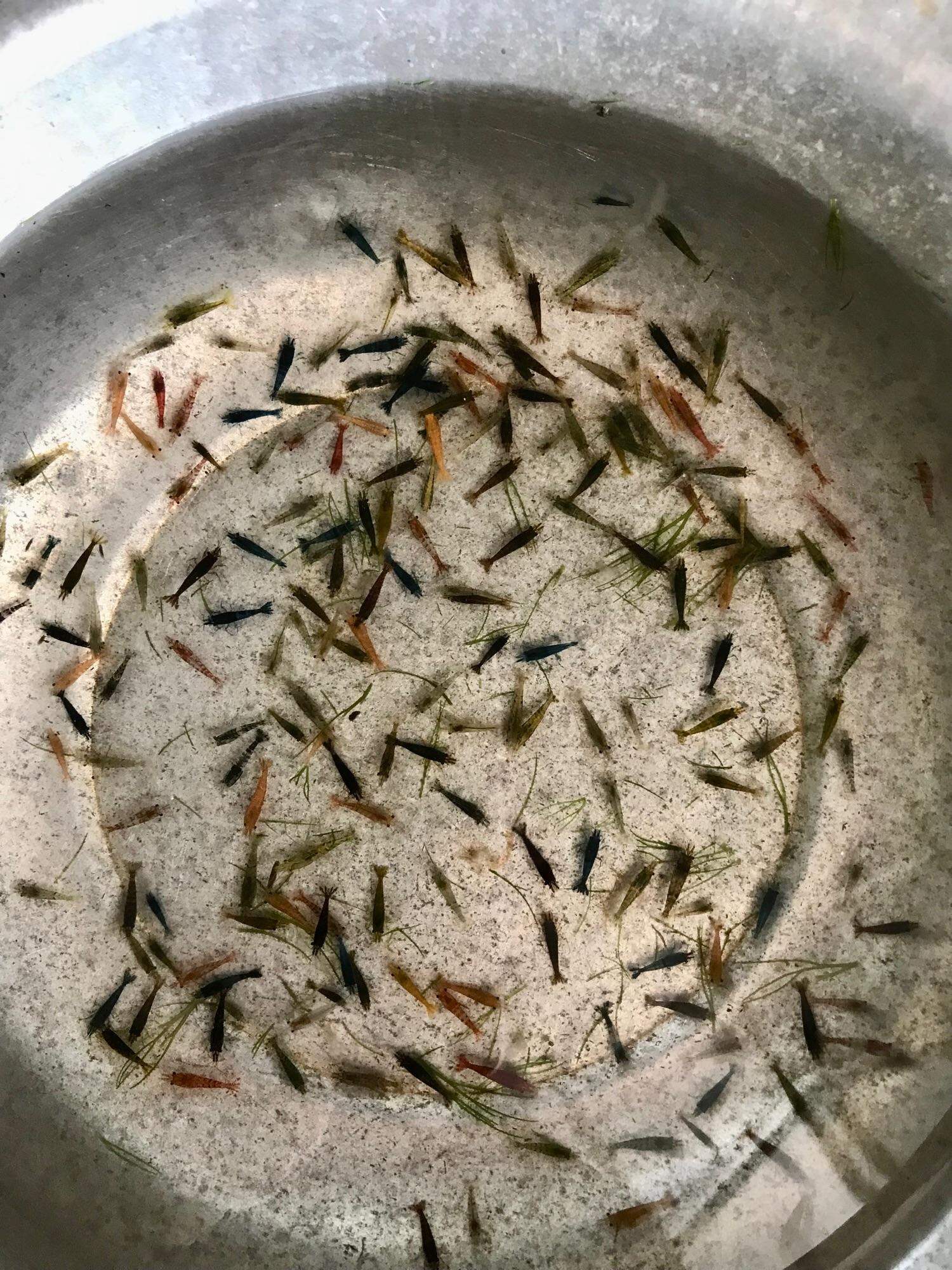 Tép thủy sinh, Tép loạn màu 20 con, hoàn tiền khi tép gặp sự cố