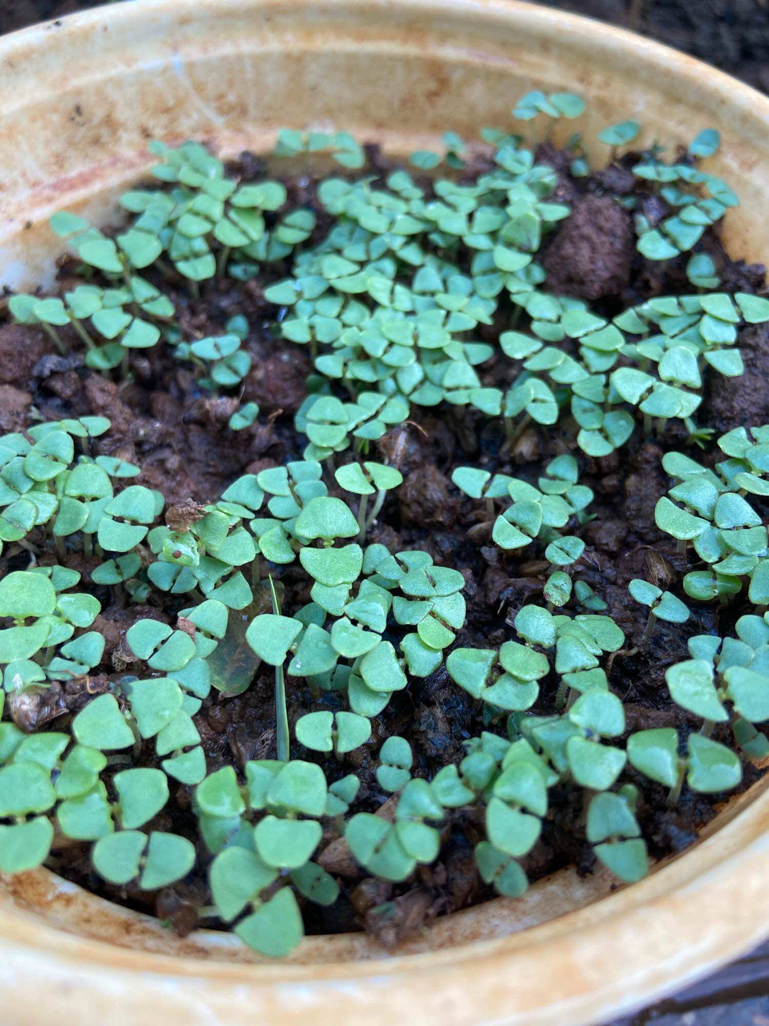 Hạt giống lá é gói 5gram
