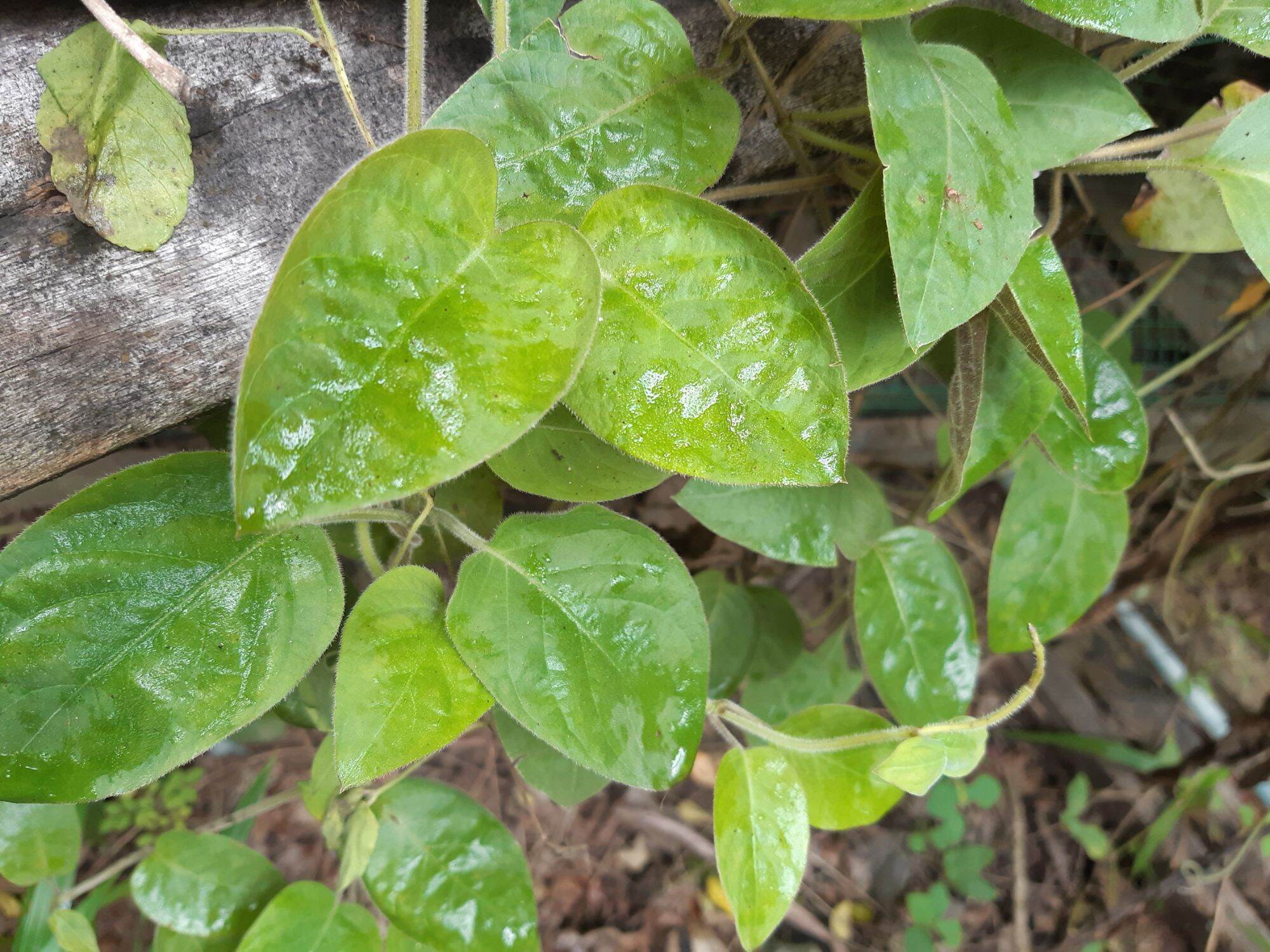 Cây mơ lông ( ảnh thật tại vườn)