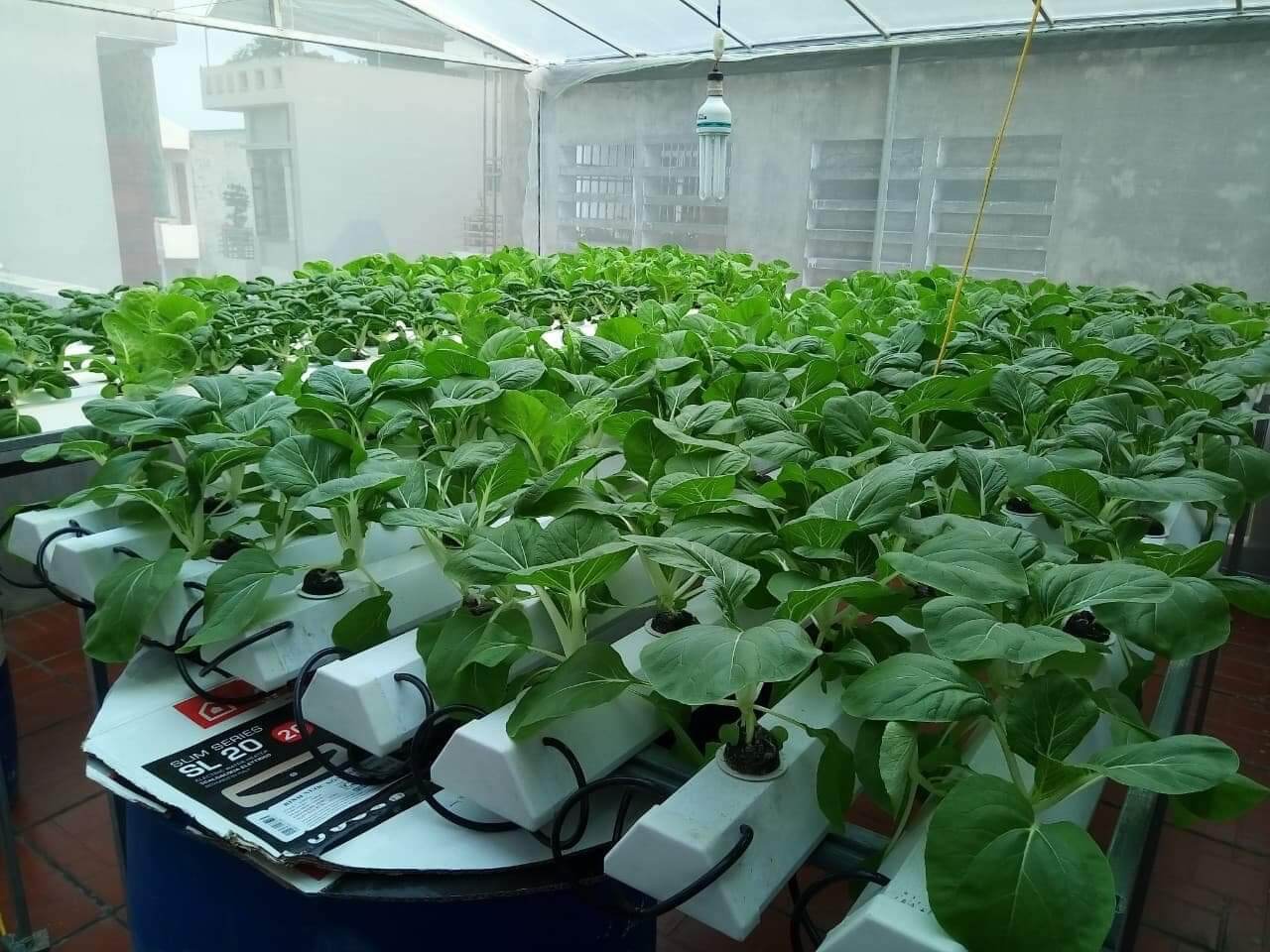 Dinh dưỡng thủy canh bột. Nova isa 20