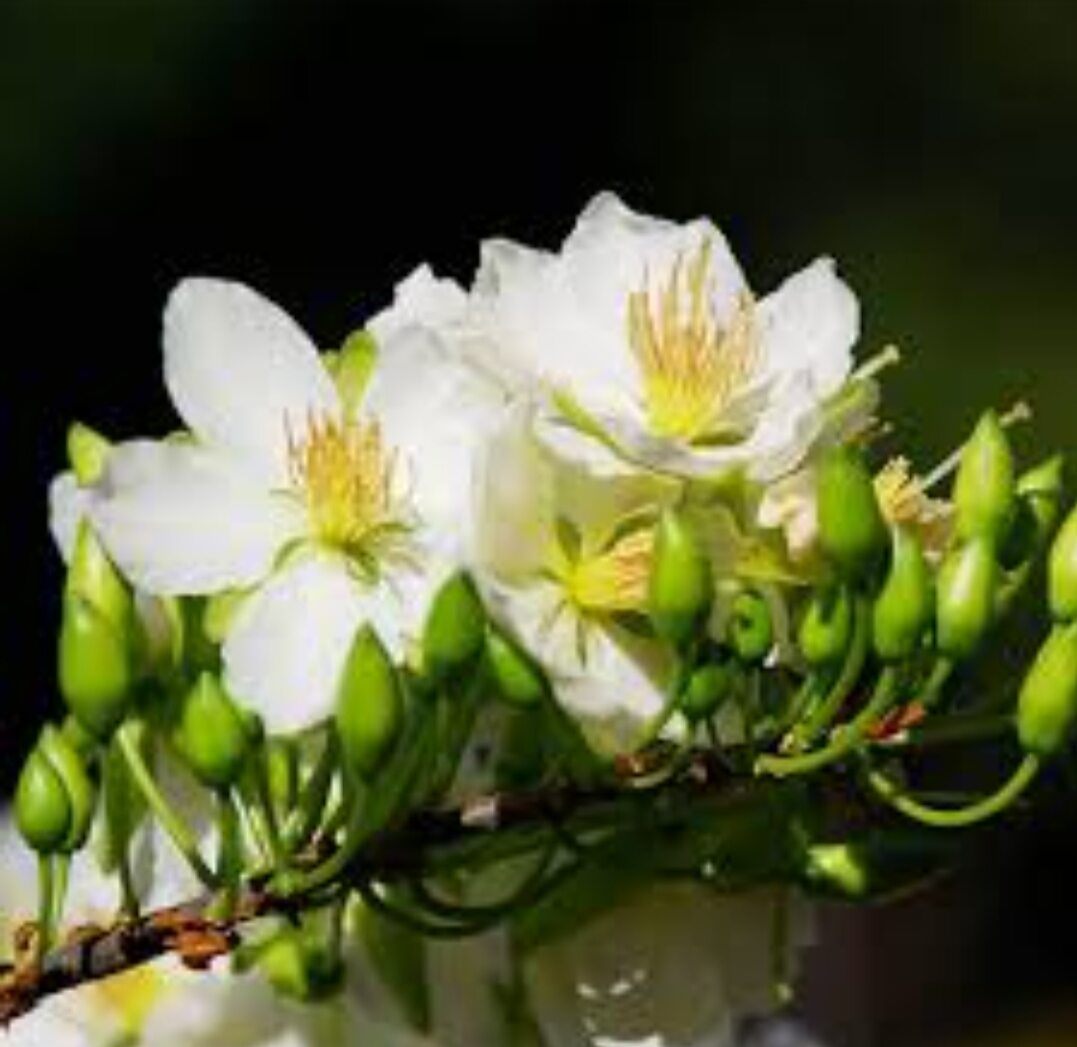 MAI TRẮNG THÁI (Bạch Mai)