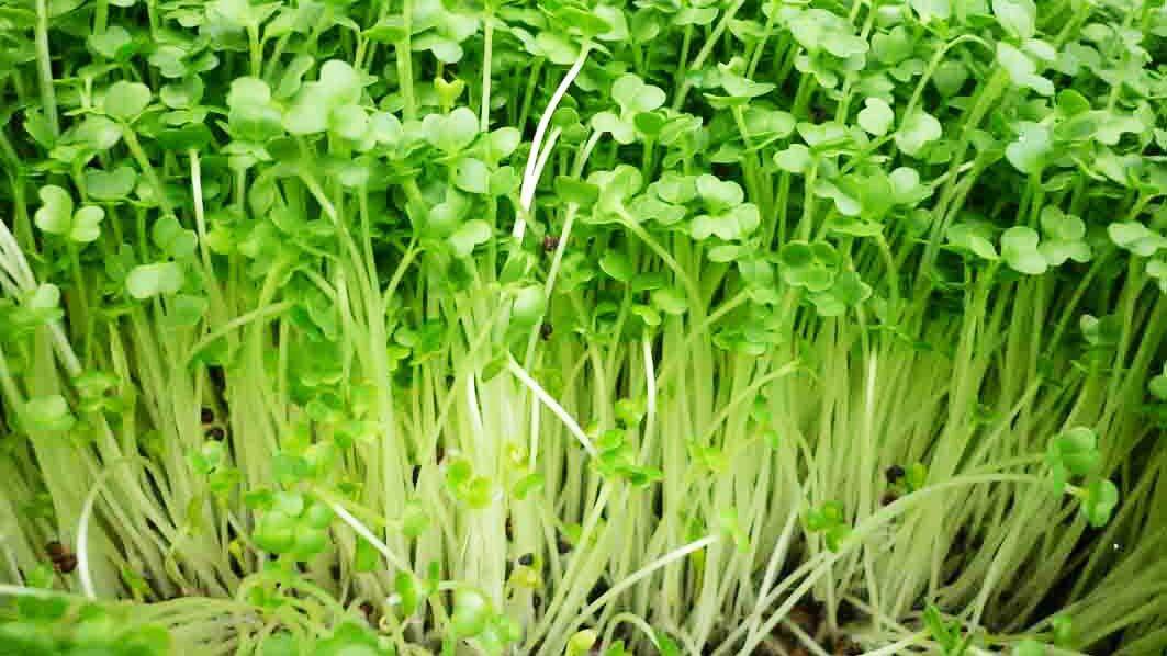 Hạt giống cải mầm PN 30gram