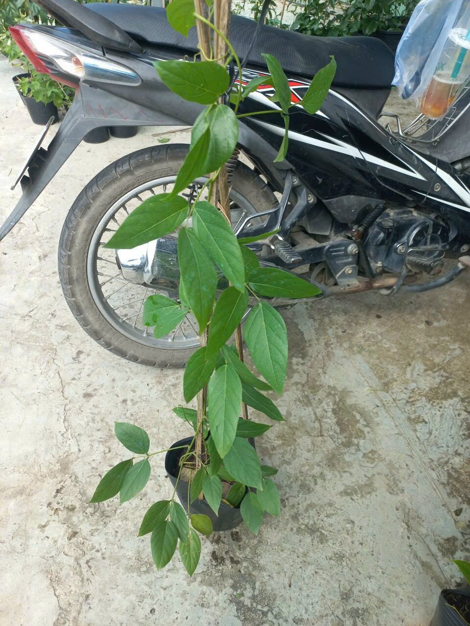 cây móng cọp cam