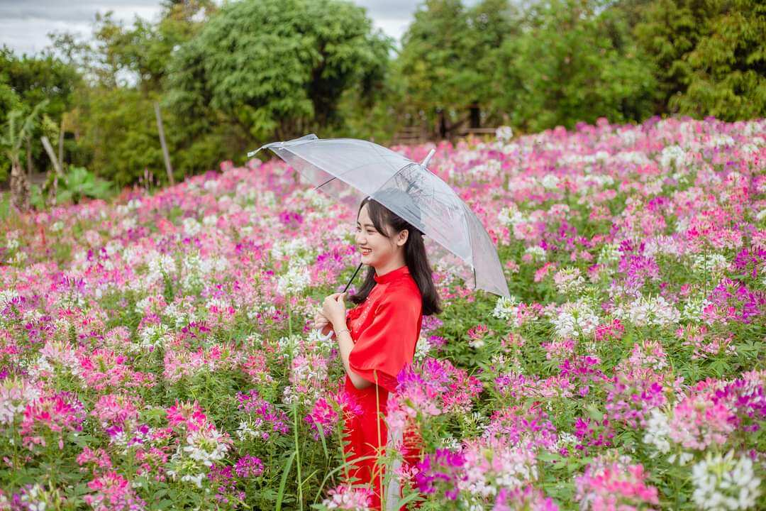 Hạt giống hoa túy điệp (150-200h)
