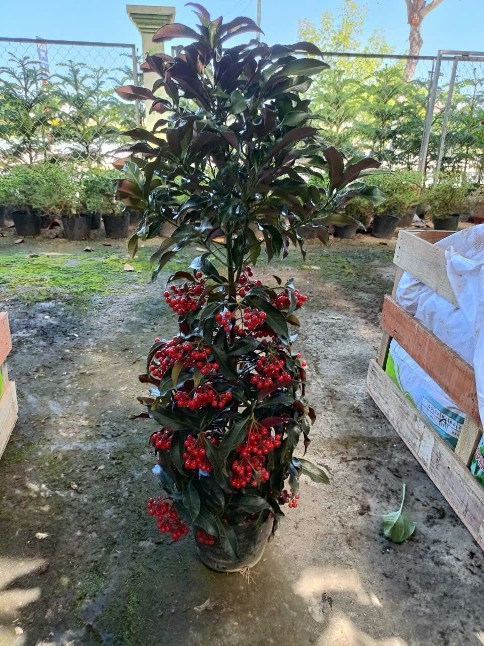 Cây Kim Ngân Lượng