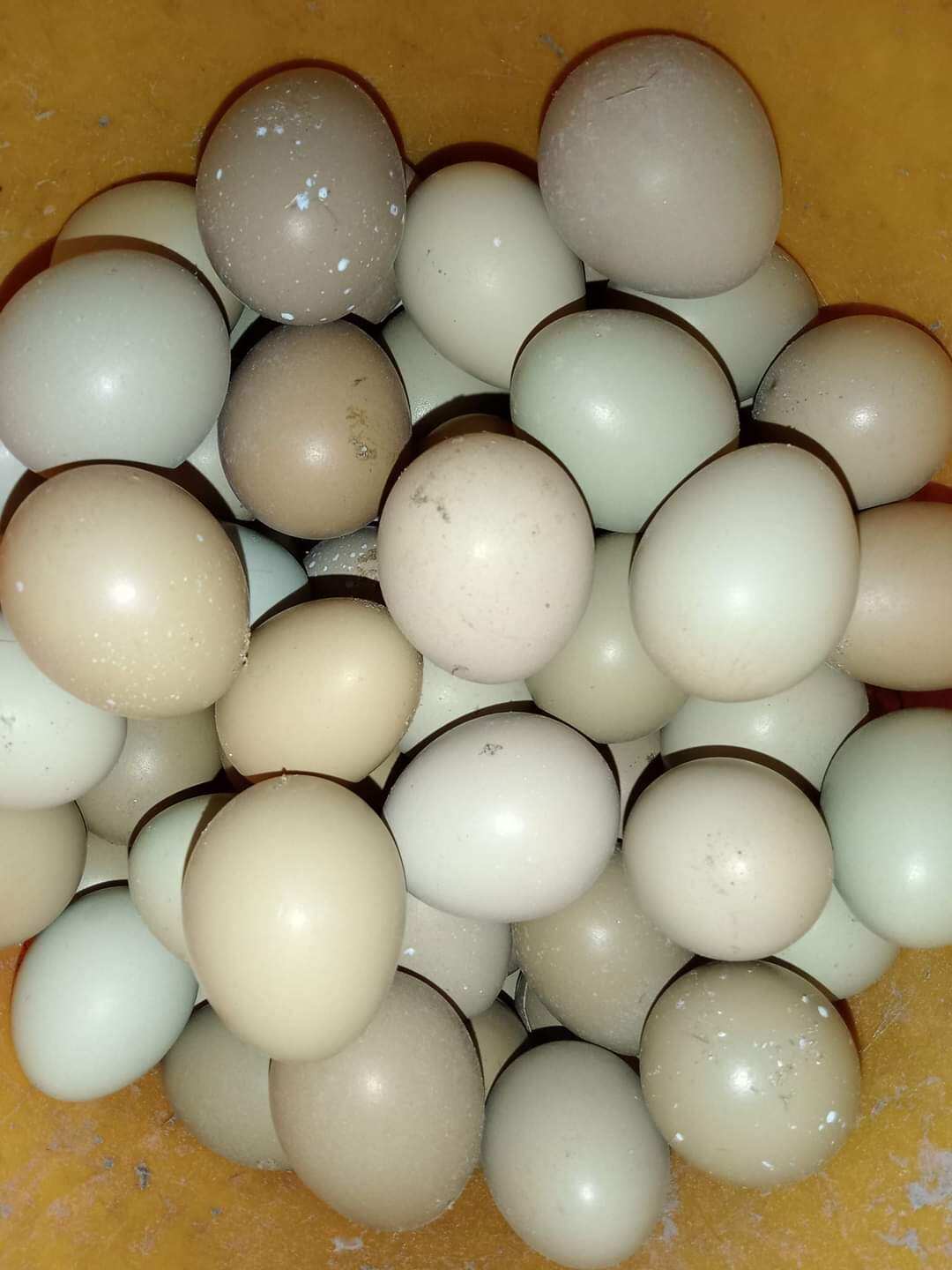 Trứng chim trĩ ăn bỗ 10 trứng
