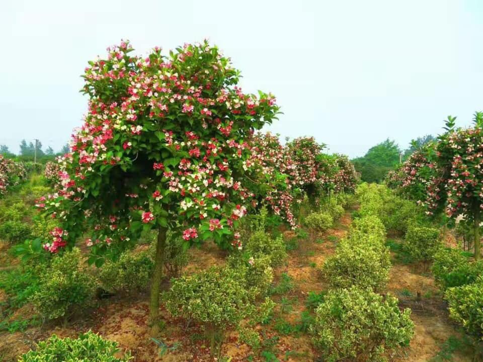 Hoa đại cát (cây giống)