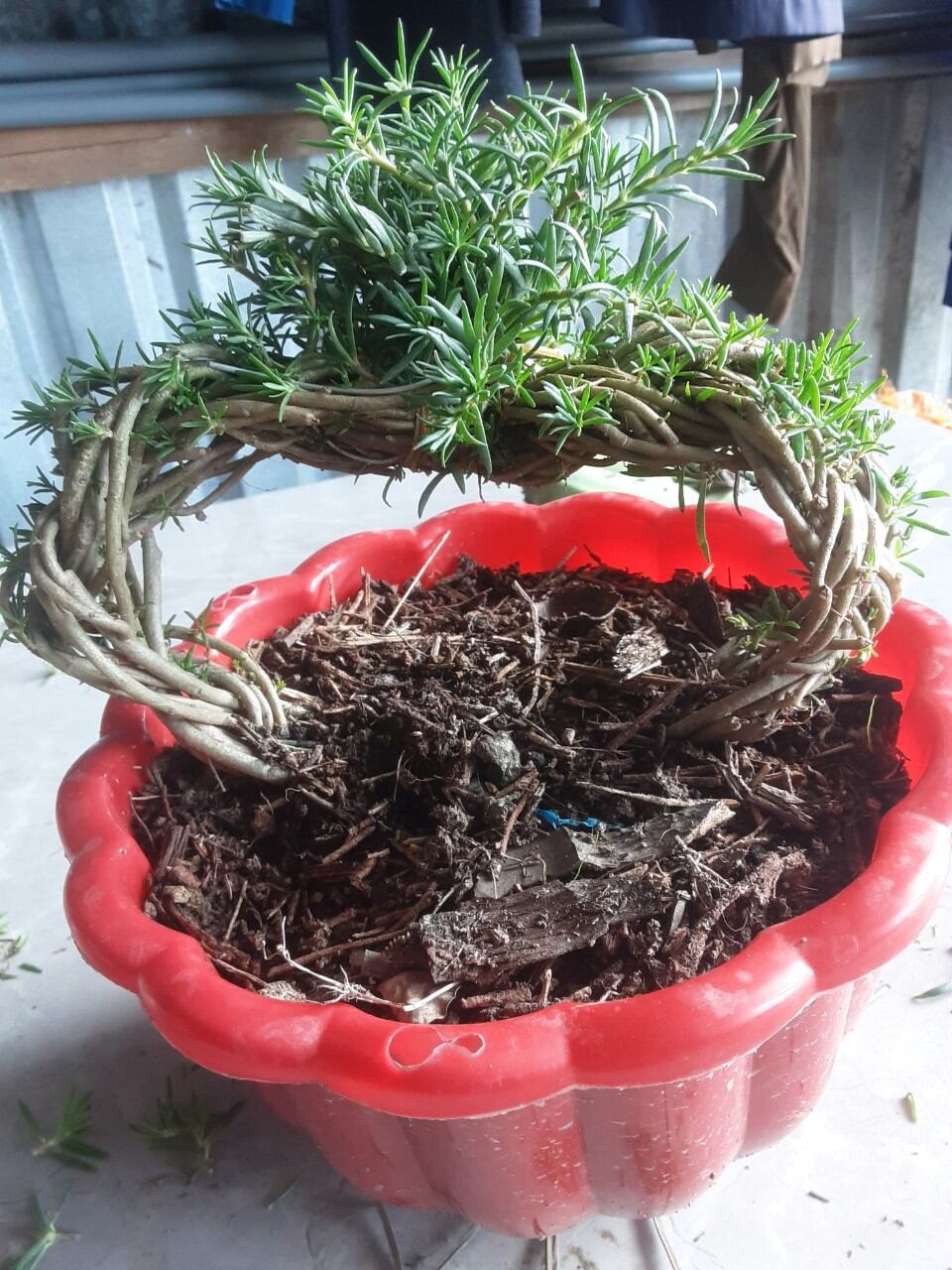 Hoa mười giờ Bonsai hình trái tim 1-9 màu ra rễ mới giao nên tỉ lệ sống rất cao (không tính chậu)