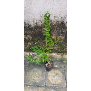 Cây giống chè vằng