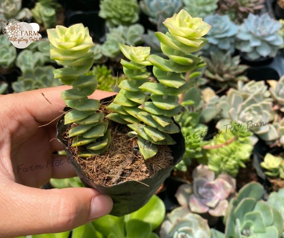 25 dòng Sen đá Giống mới