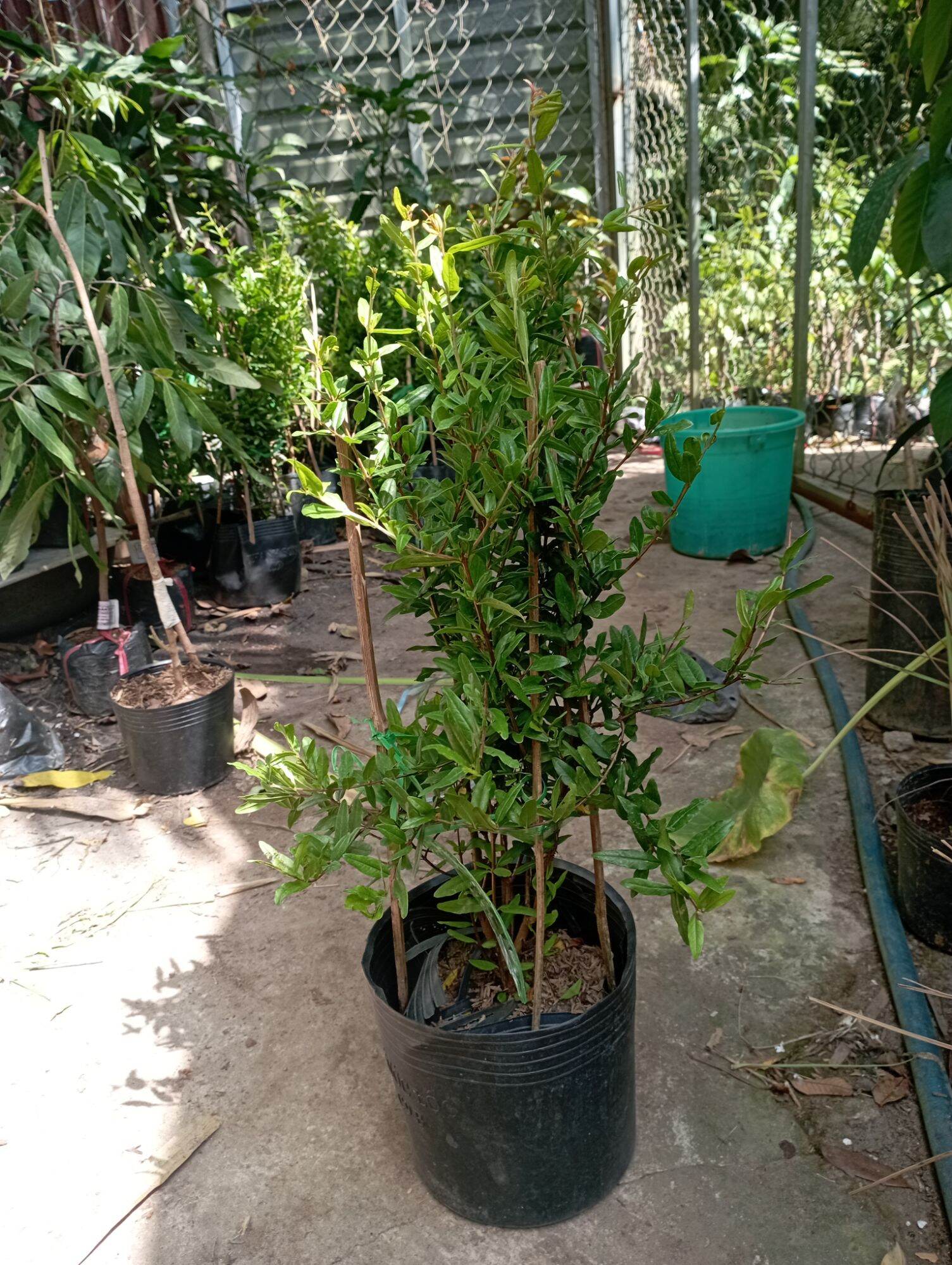 Cây giống Lựu đỏ Ấn Độ