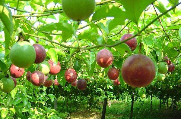 Cây giống chanh leo tím đài loàn (siêu sớm)