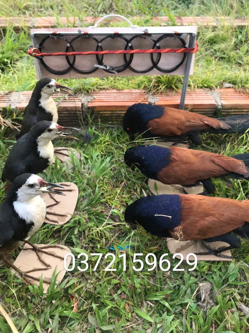 thòng khung bẫy chồn,bịp,quốc ,...  200k/1bộ