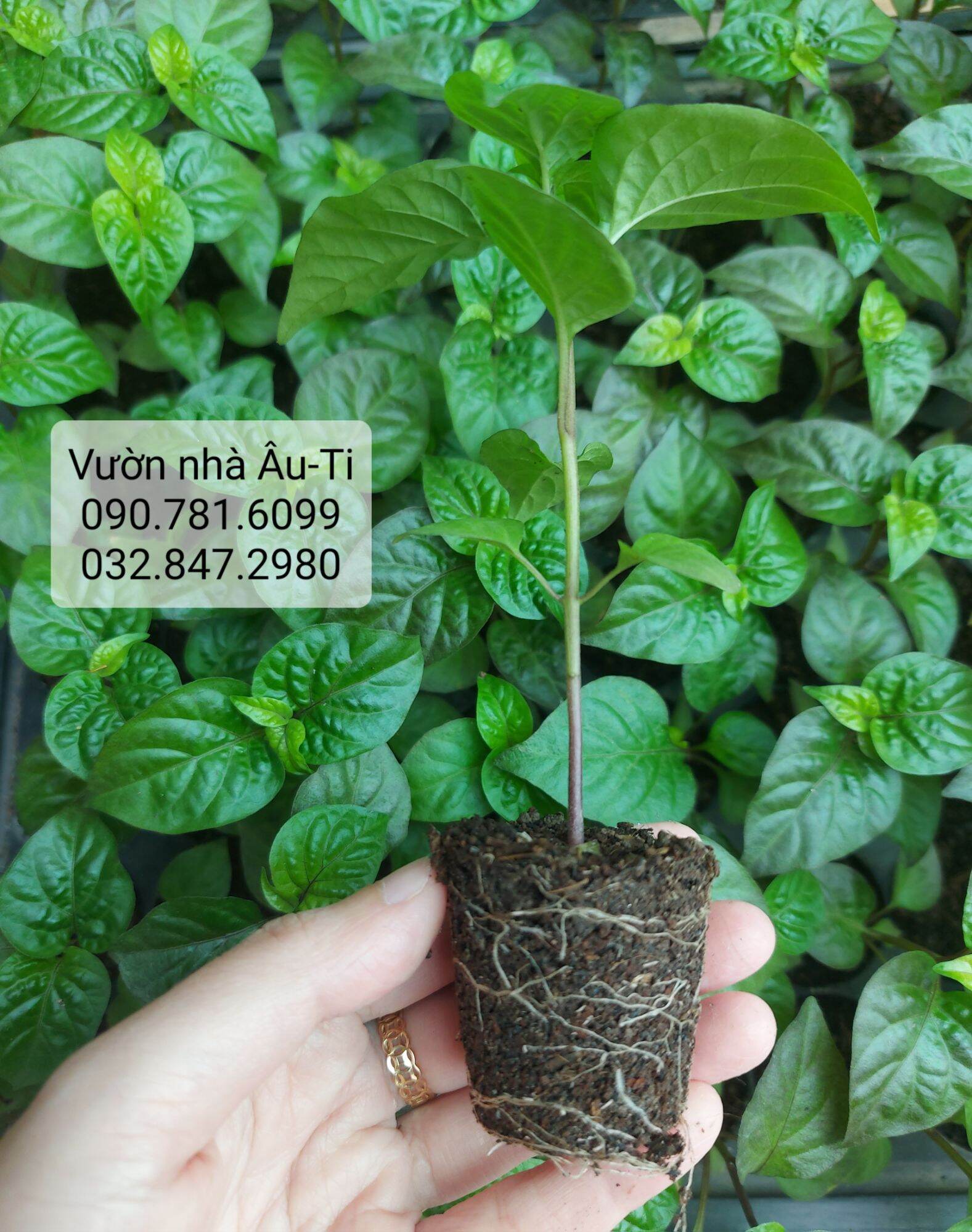 Cây ớt Pockmark Peach như hình