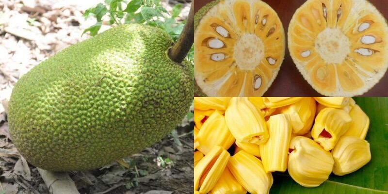 Leaf fertilizer for fast-cooked HPC-97 HXN Fruit