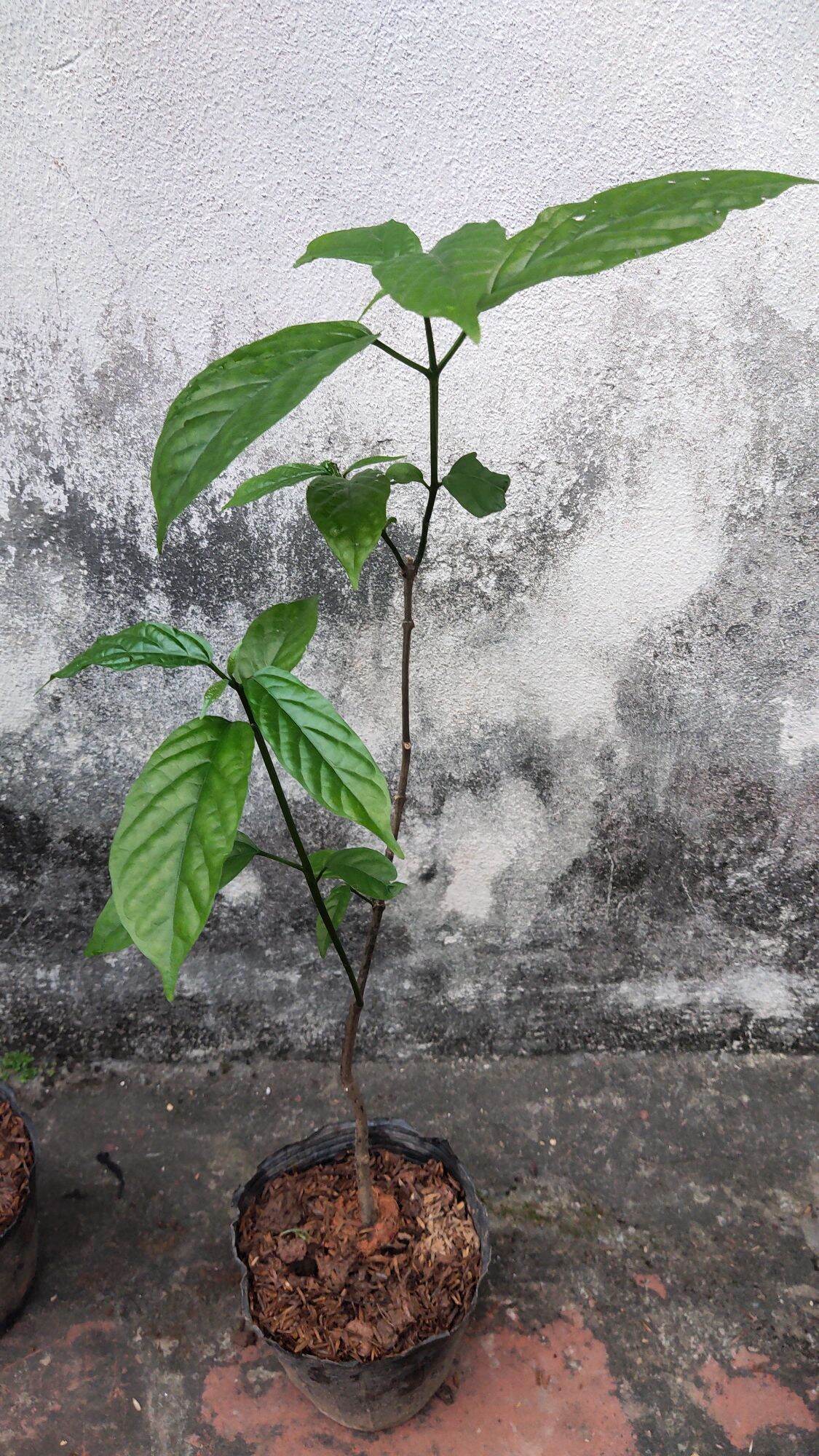 Cây hoa Dạ ngọc minh châu