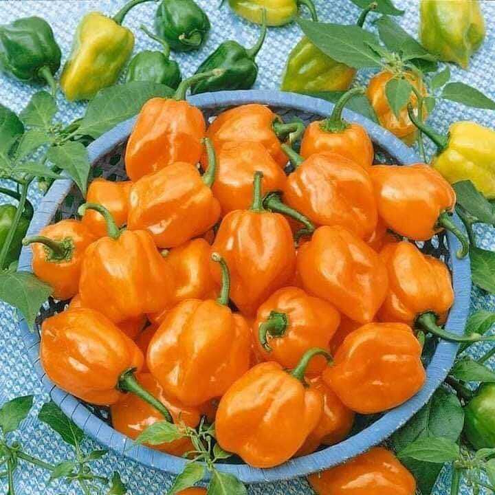 Hạt Ớt cam siêu cay Habanero 10 Hạt