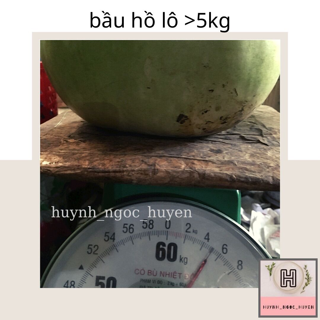 Hạt giống bầu hồ lô khổng lồ