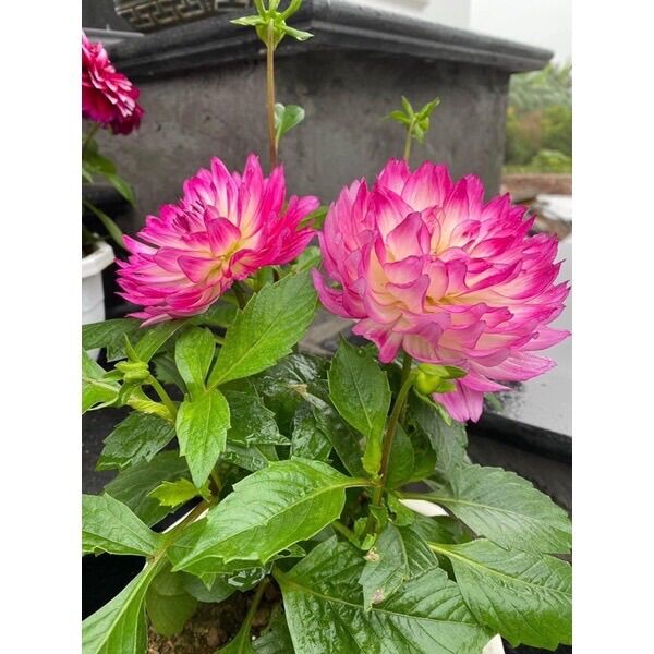 Chuẩn hoa🌹 tết 🌸 hạt giống hoa thược dược cánh sen