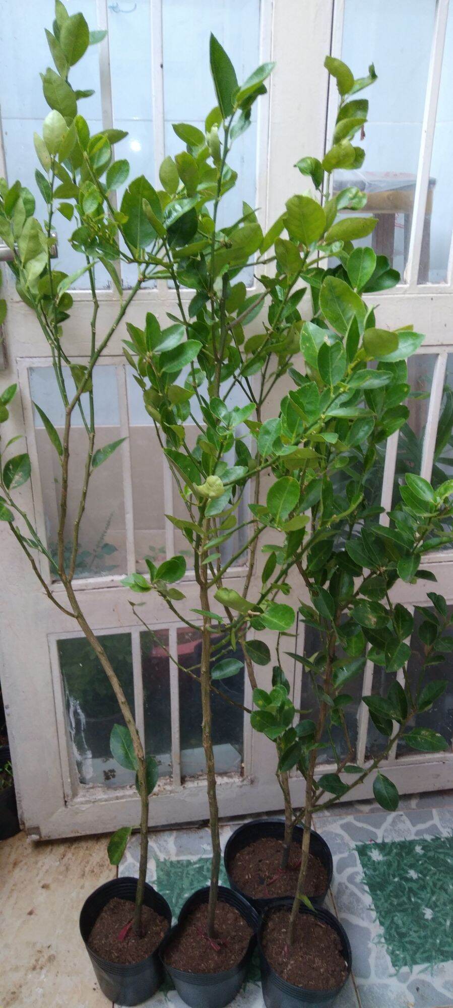 Potted Paper Lemon Tree, 1.2m Tall, with Fruit