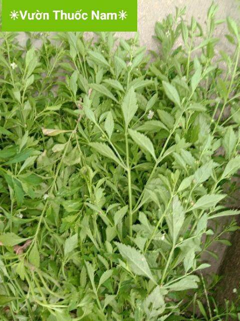 combo 3 cây cam thảo đất làm giống