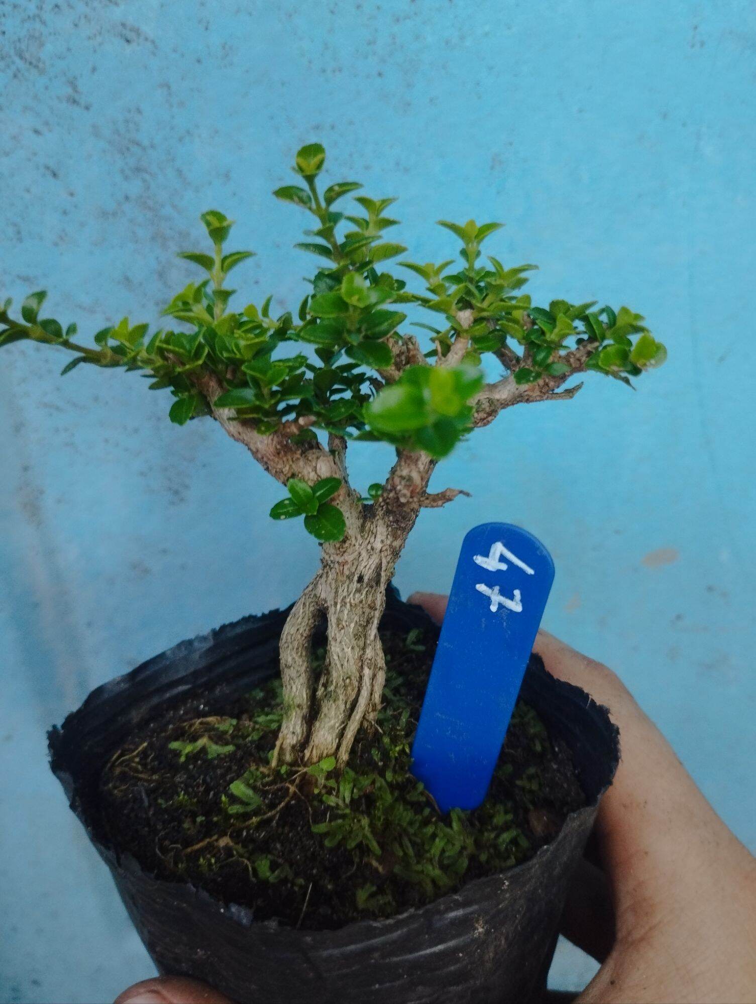Sam hương bonsai mini 10-15cm (có sỉ)
