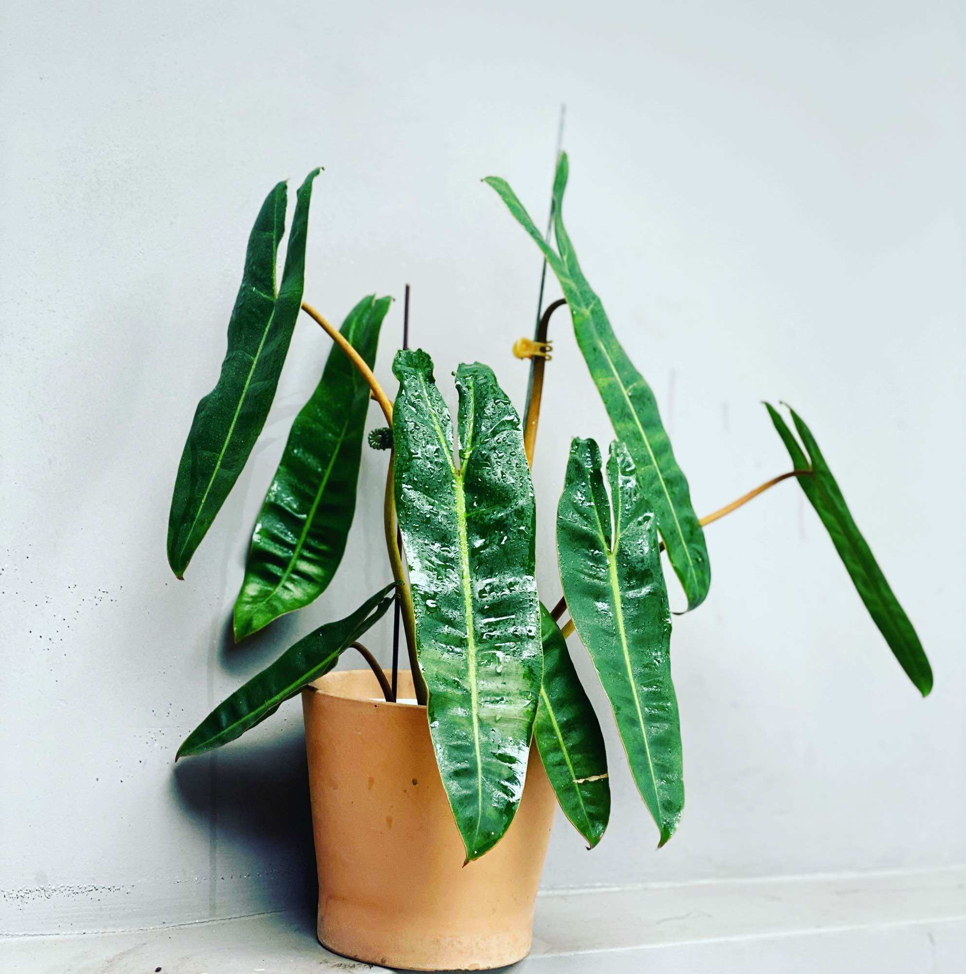 Philodendron Billietiae, Hạc cam, kiểng lá, trang trí, sân vườn, bàn làm việc