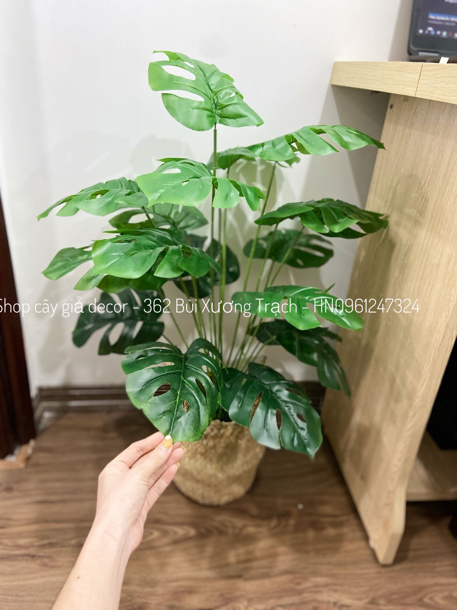 combo cây lá xẻ + chậu + giỏ cói y hình