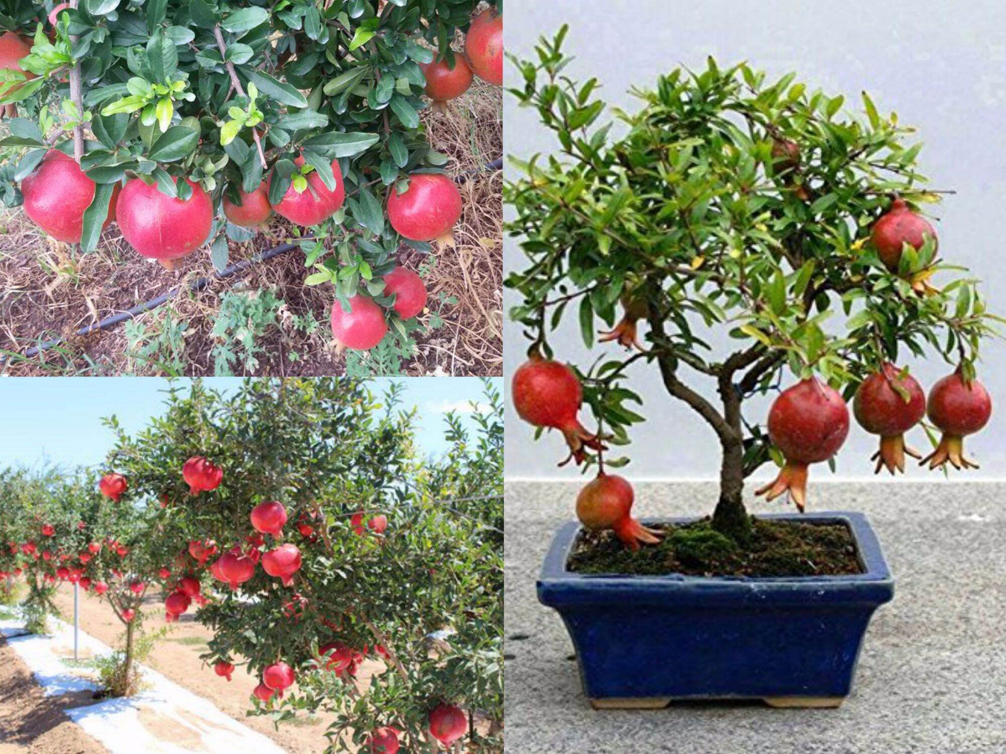 Cây lựu đã có quả