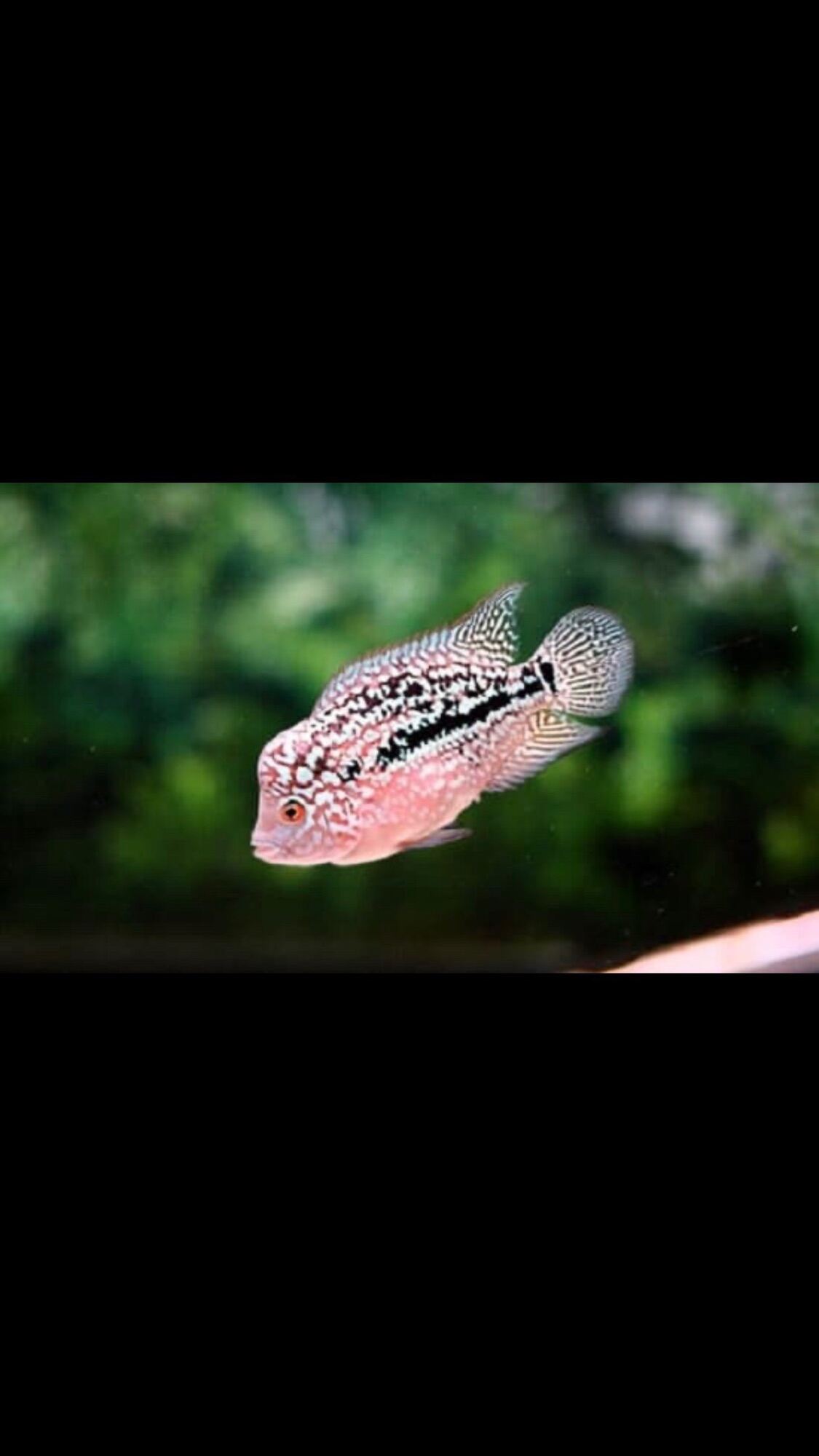 Cá la hán nhỏ size 2n châu đỏ