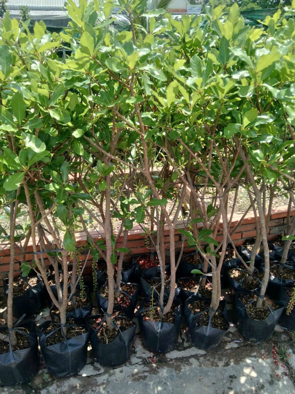 Cây lộc vừng siêu hoa