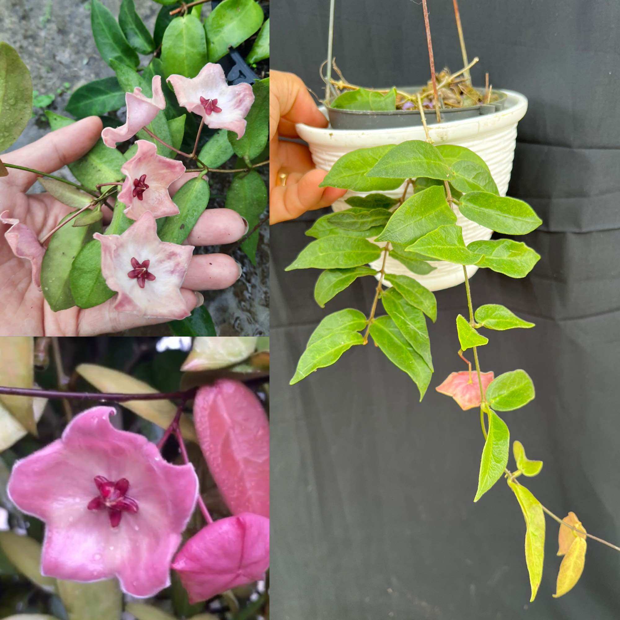Hoa Cẩm cù hoya Patella pink, hoa đẹp và ra hoa quanh năm