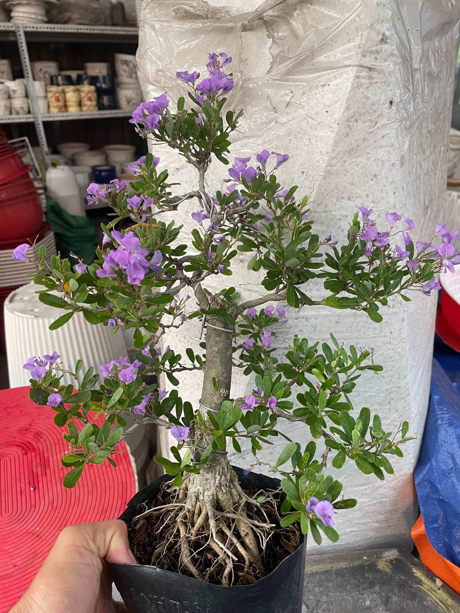 Linh sam siêu bông hoa thơm bonsai (gốc nữa cổ tay)